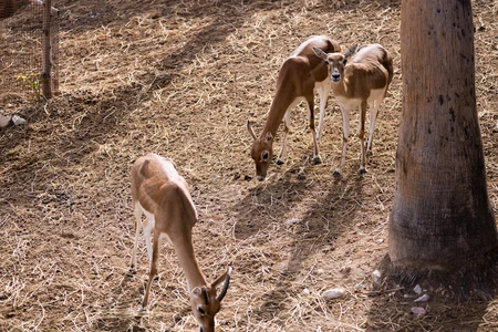 Grazing Deer in Natural Habitat