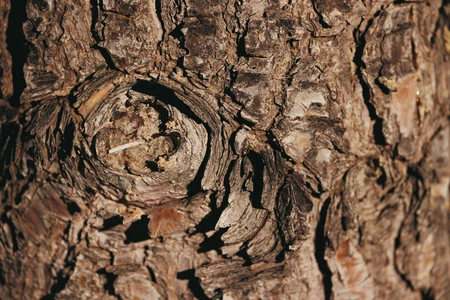 Intricate Bark Texture