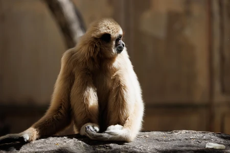 Solitary Gibbon in Natural Habitat