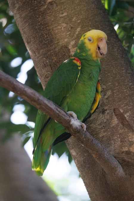 Colorful Parrot in Nature