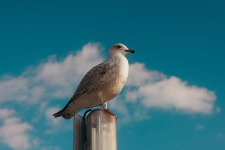 Seagull on a Post