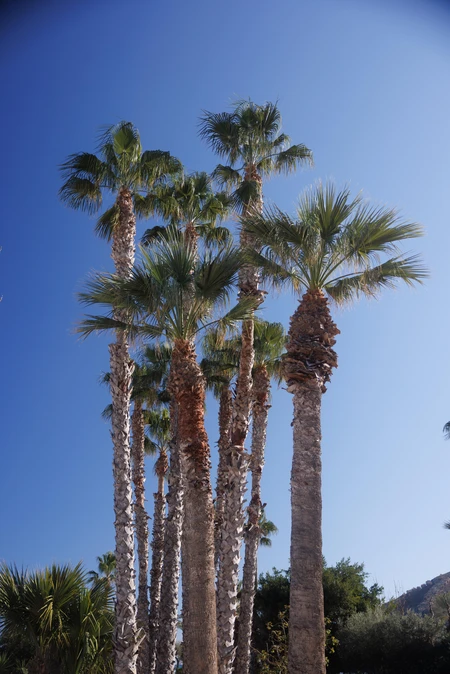 Tall Palm Trees Against Blue Sky