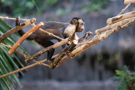 Monkey on a Rope Bridge