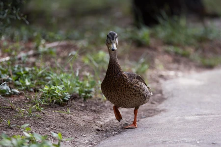 Curious Duck Stroll