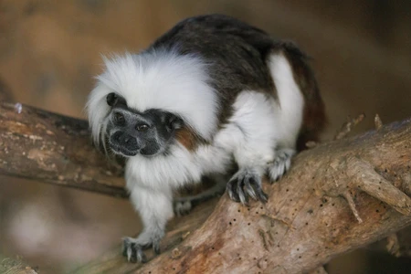 Cotton-Top Tamarin on a Branch