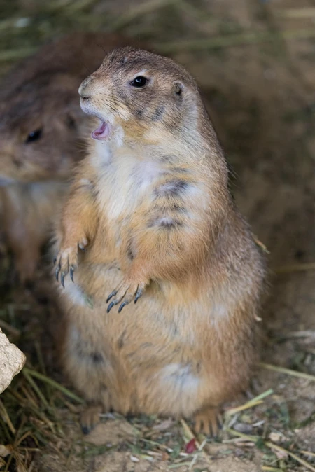 Playful Prairie Dog