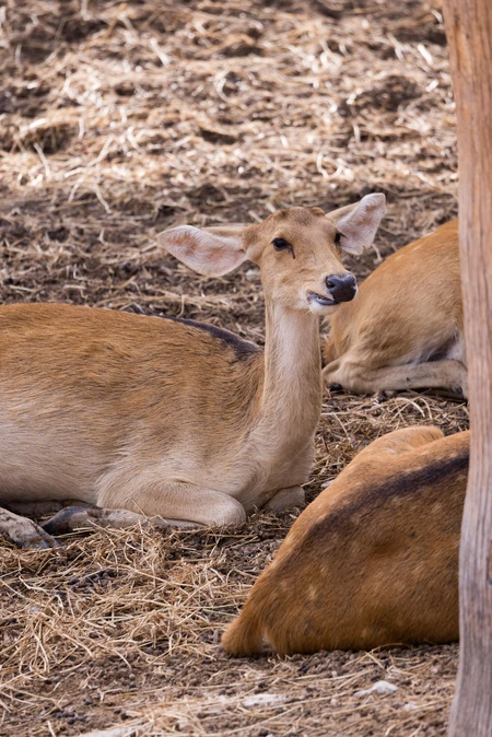 Resting Deer in Natural Habitat
