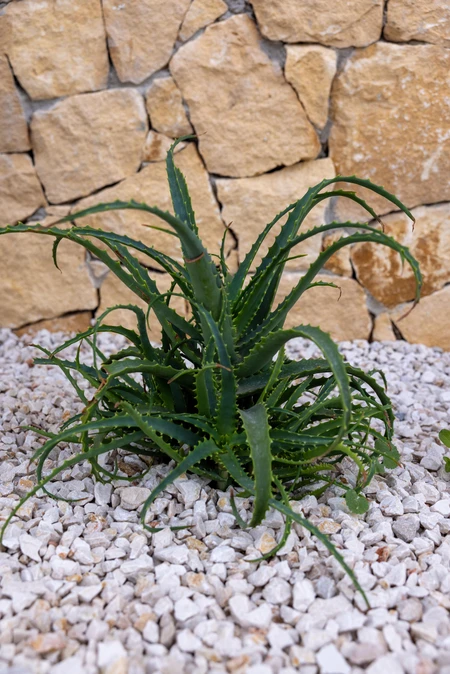 Succulent and Stone Wall