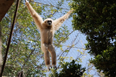 Gibbon in its Habitat