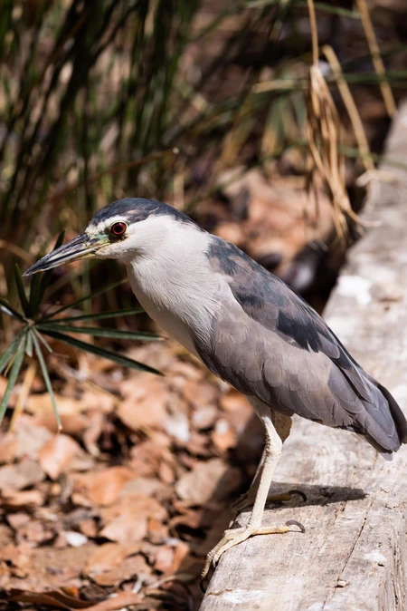 Heron in Natural Habitat