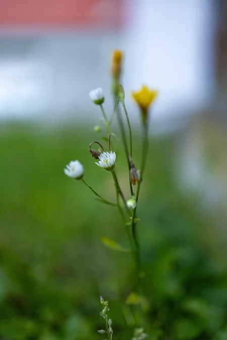 Wildflowers in Bloom