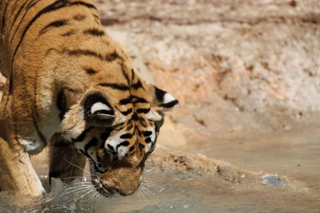 Tiger by the Water