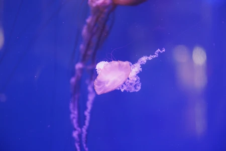 Graceful Jellyfish in Blue