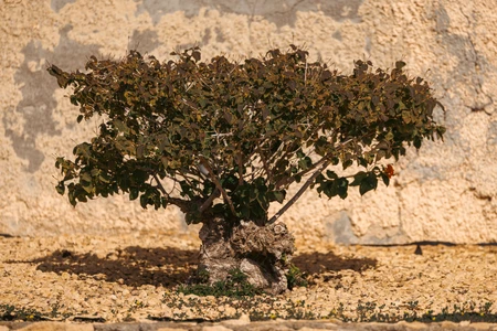 Desert Shrub