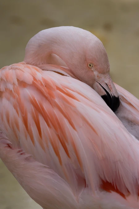 Resting Flamingo