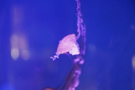 Ethereal Jellyfish