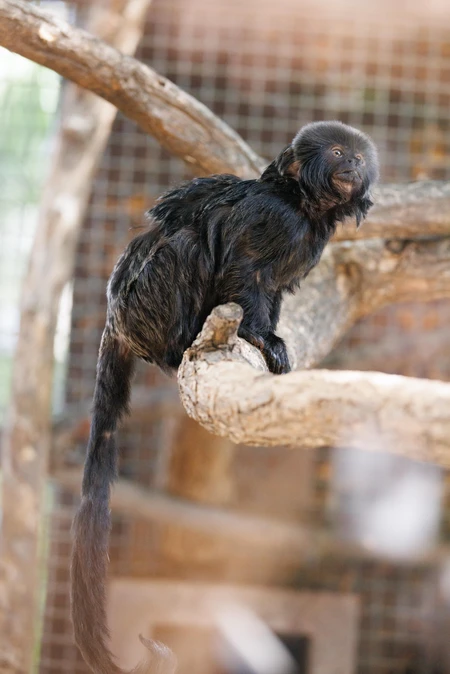Tamarin Monkey in Habitat