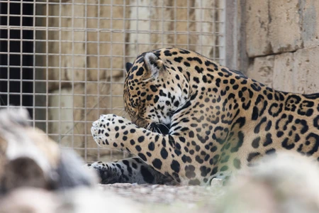Resting Jaguar
