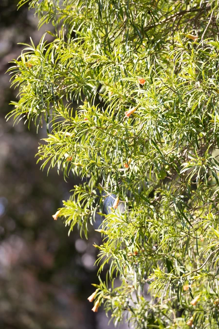 Lush Green Foliage