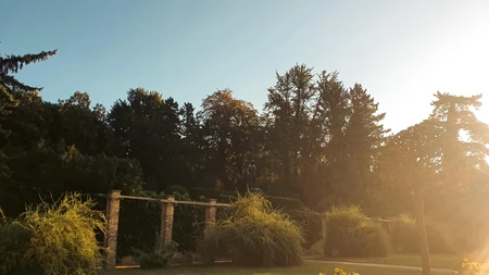 Sunlit Garden Scene