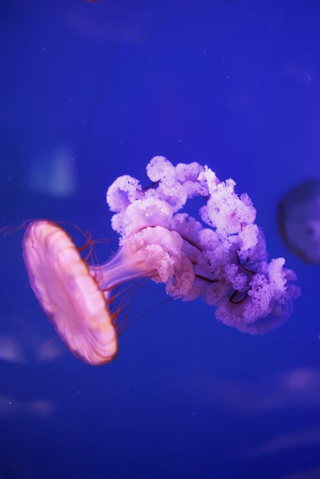 Graceful Jellyfish in Blue Waters