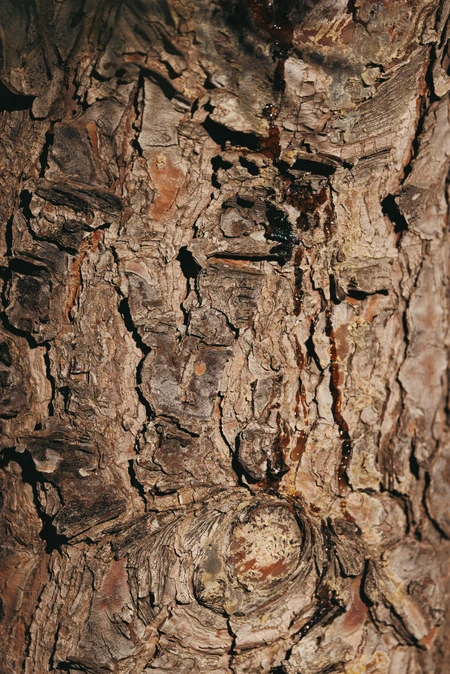 Textured Tree Bark