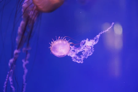 Jellyfish in Deep Blue