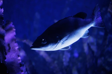 Mystical Underwater Scene