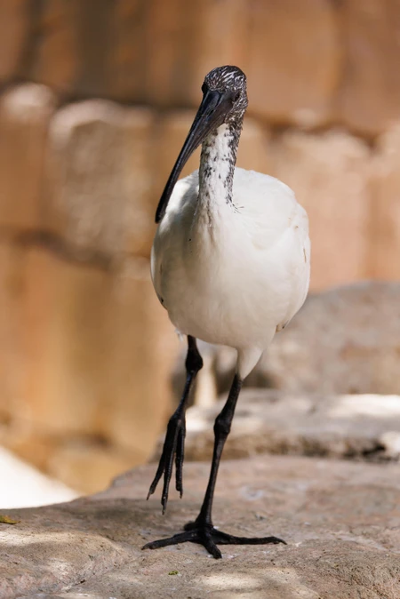 Bird on a Stone Surface