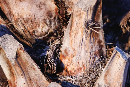 Close-up of Tree Bark