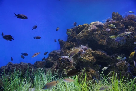 Vibrant Underwater Scene