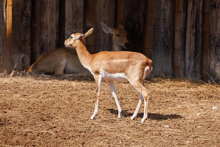 Resting Gazelles in Enclosure