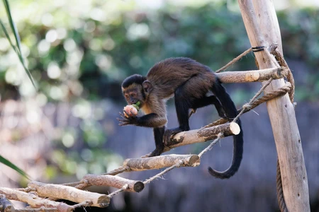 Monkey on a Rope Bridge