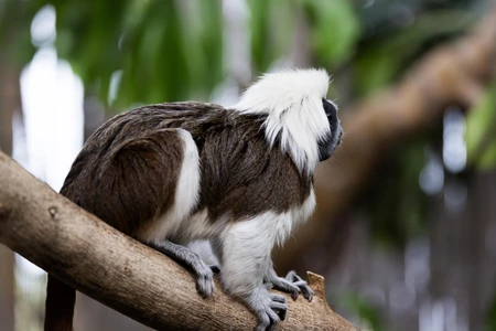 Cotton-top Tamarin on a Branch