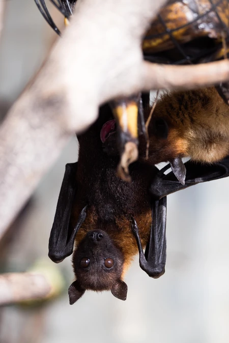 Bat Hanging from Tree