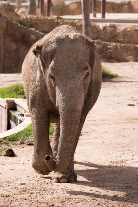 Majestic Elephant Stroll