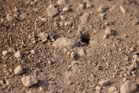 Rocky Terrain Texture