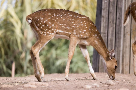 Spotted Deer in Natural Habitat