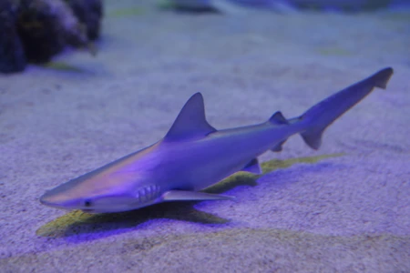 Underwater Shark