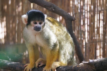 Monkey on a Branch