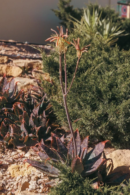 Desert Plant with Blooms