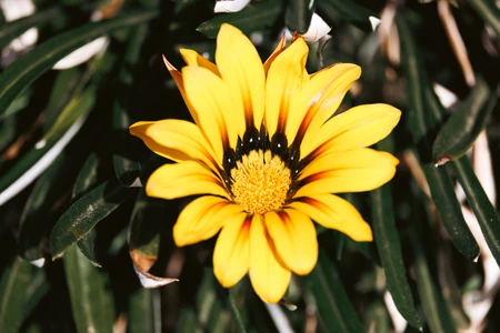 Vibrant Yellow Flower