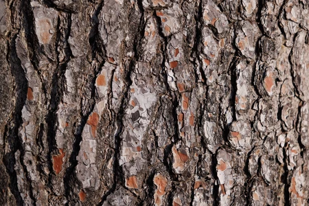 Detailed Tree Bark Texture