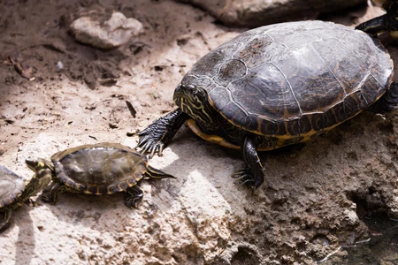 Turtles on a Rock