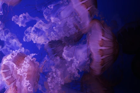 Ethereal Jellyfish