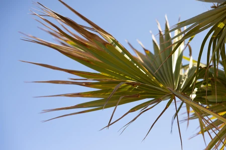 Palm Leaf Against Blue Sky