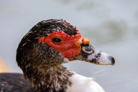 Close-up of a Muscovy Duck