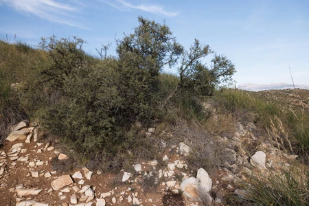 Rocky Shrub Landscape