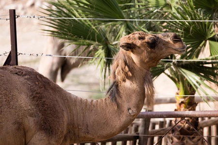 Camel in a Desert Setting