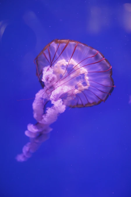 Graceful Jellyfish